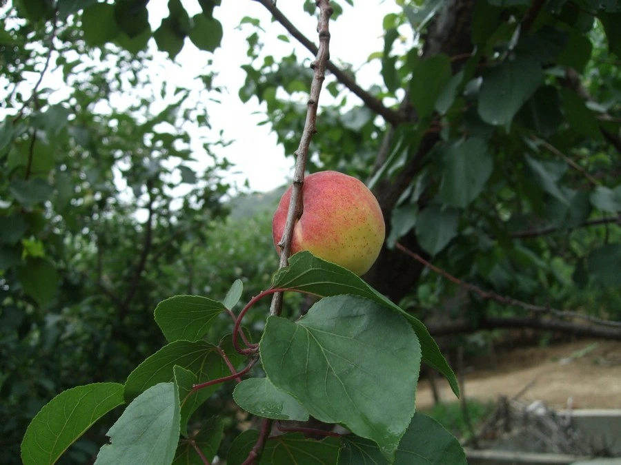 一枝红杏 一枝红杏