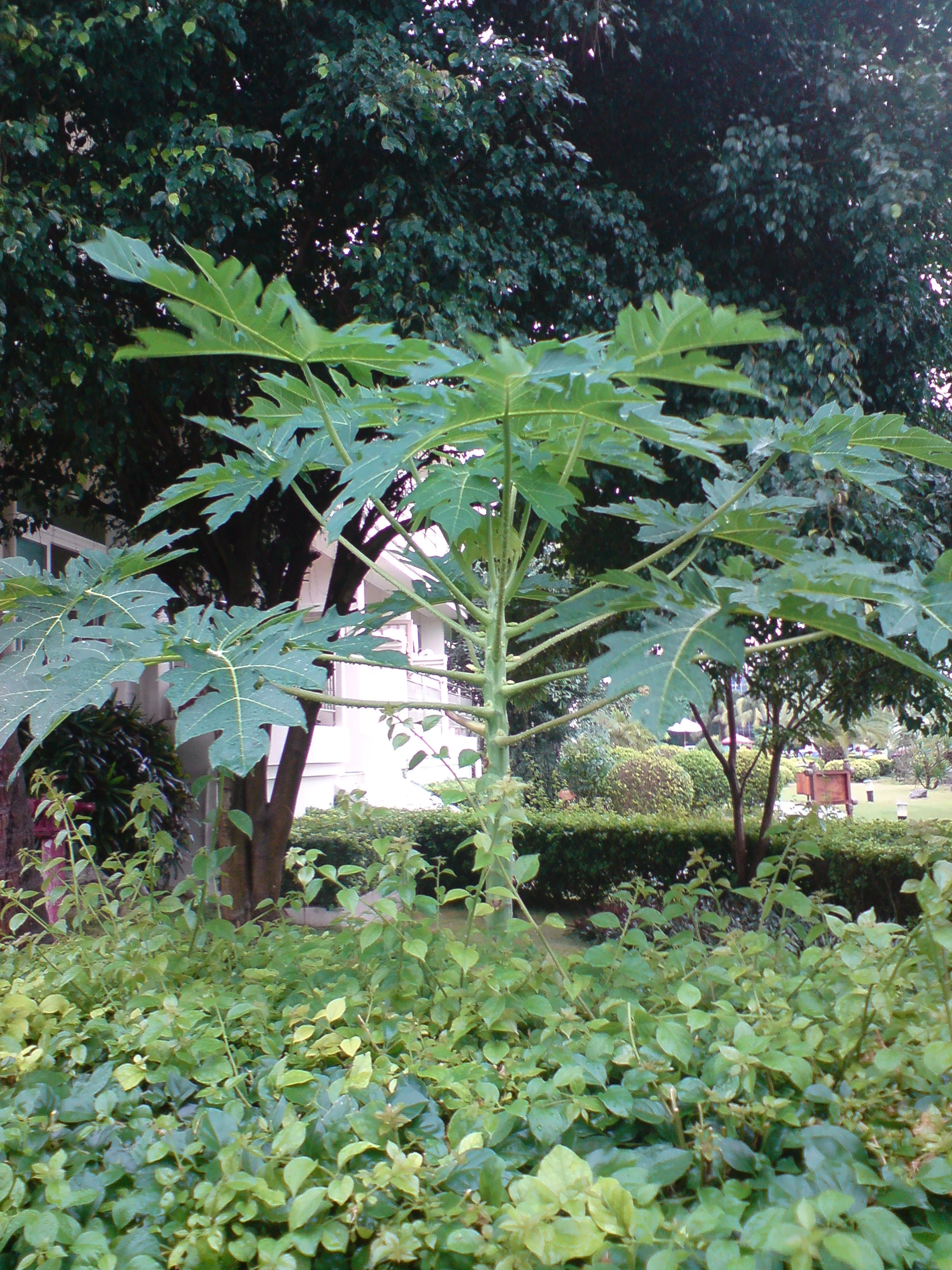 木瓜树