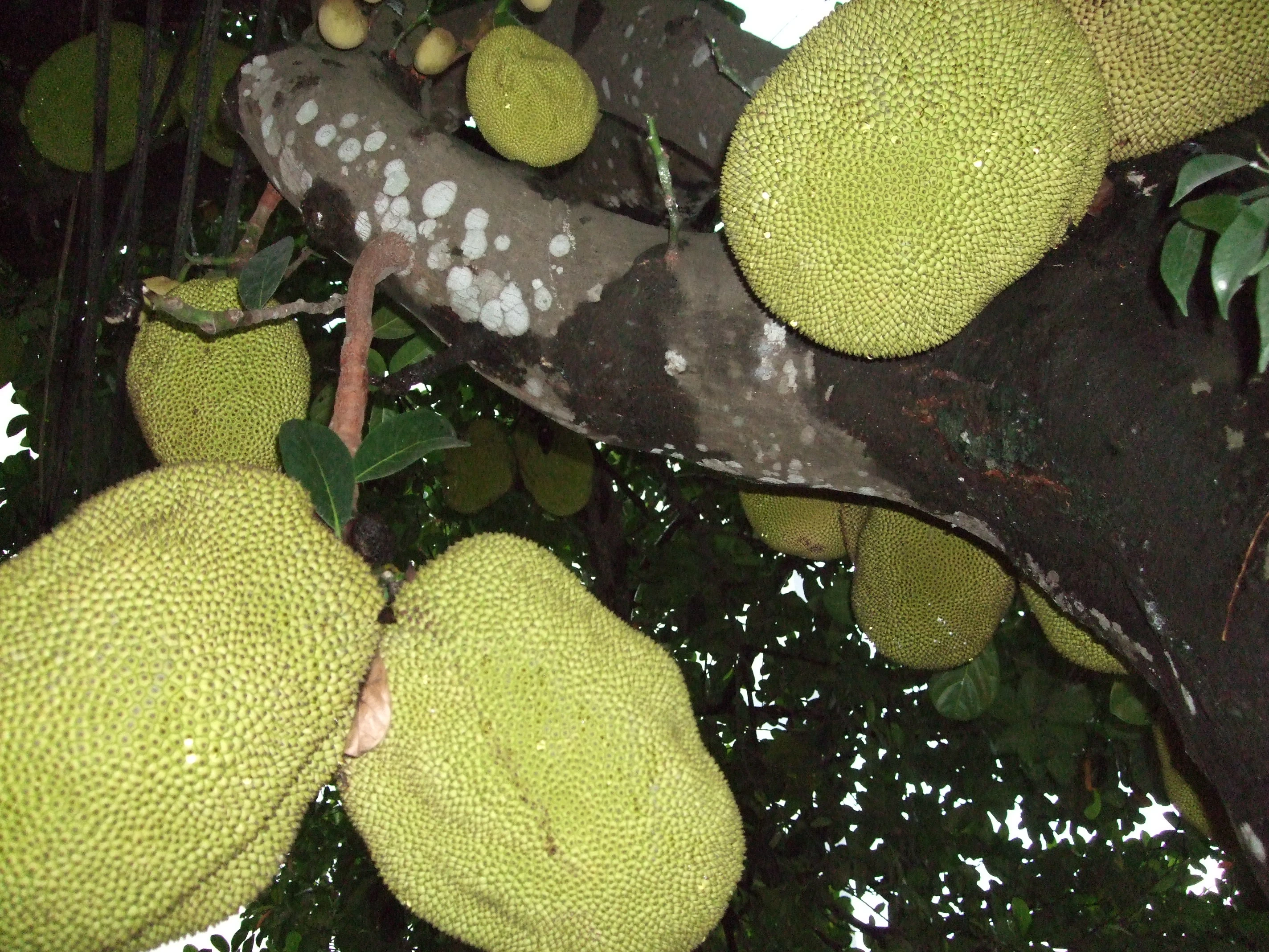 波罗蜜