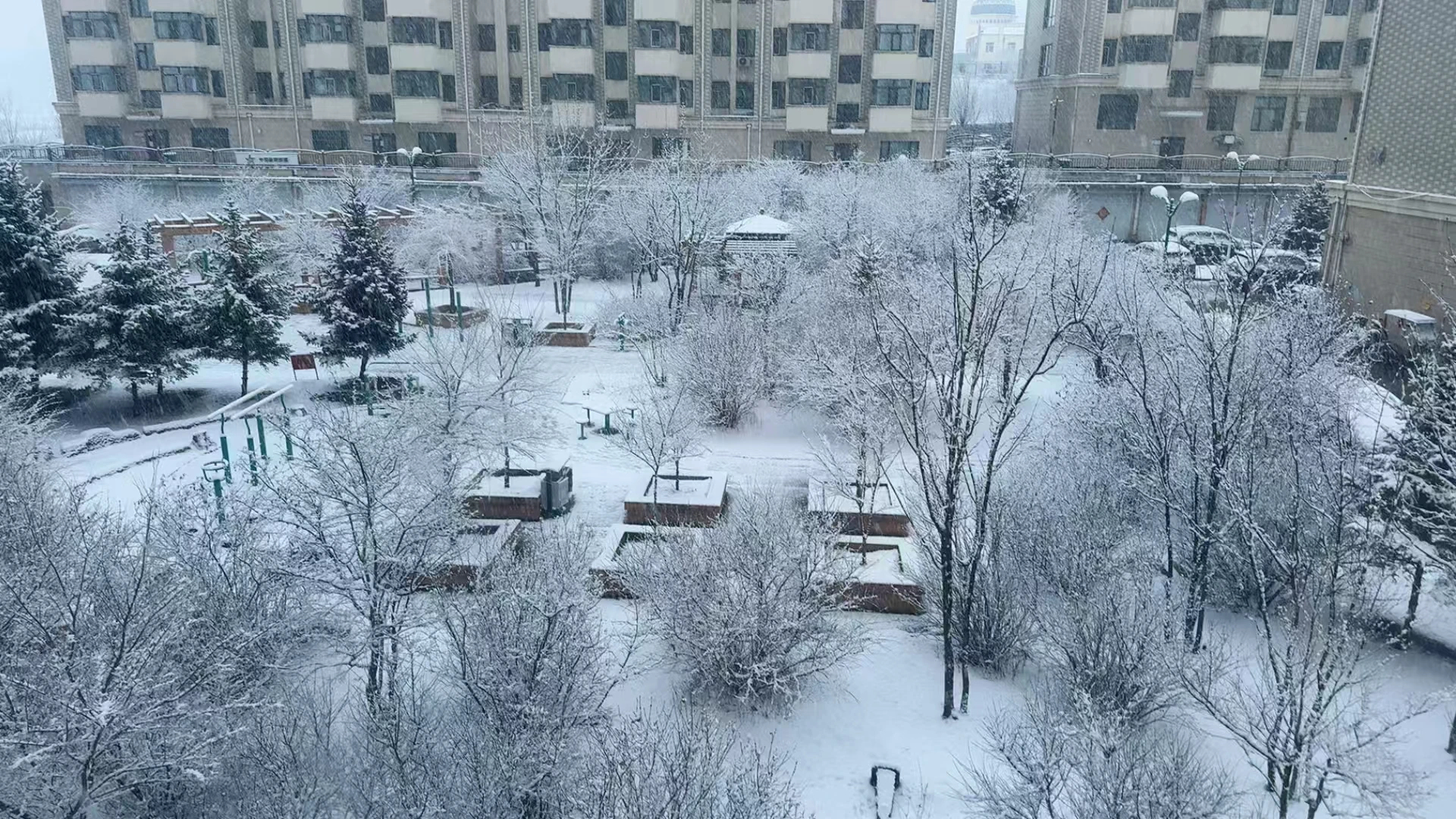 春雪挂树枝