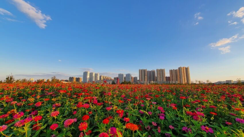 花海 花海