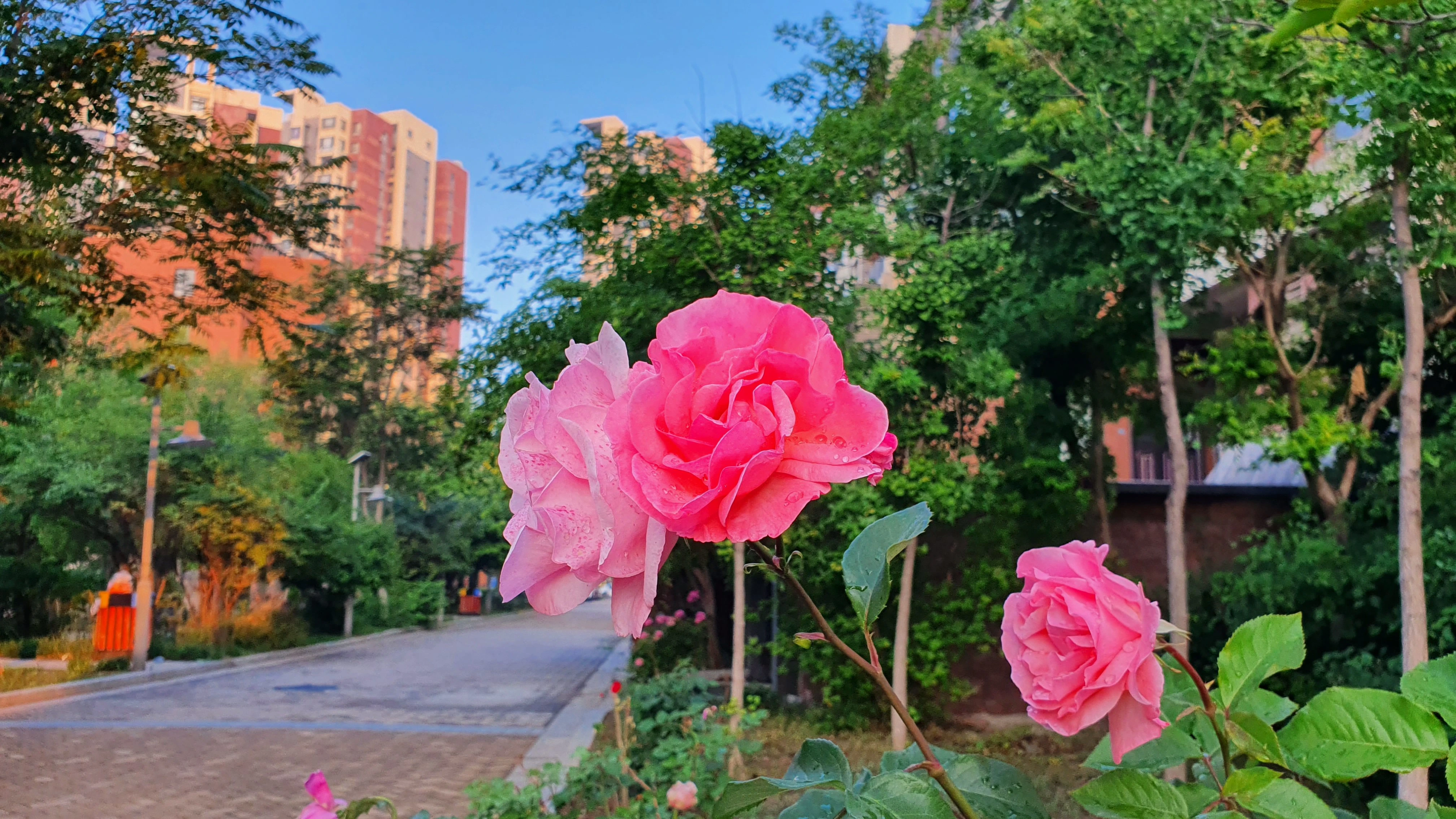 玫瑰花 玫瑰花